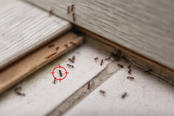 Best Bed Bug Extermination  in Sellersburg, IN