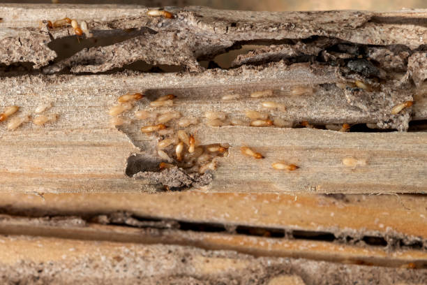 Best Affordable Pest Control Services  in Sellersburg, IN