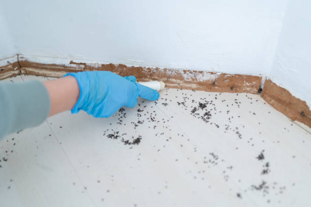 Best Affordable Pest Control Services  in Sellersburg, IN